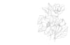 A black and white line drawing of blooming magnolias and leaves from Kristy's Spring Cutting Garden by Schiffer Publishing, Ltd. appears on the right of a white background, leaving ample blank space on the left.
