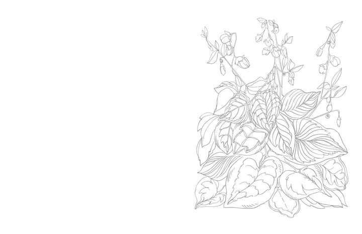 Black and white line drawing of leaves and small flowers, clustered in the lower right corner. Inspired by Kristy's Summer Cutting Garden from Schiffer Publishing, Ltd., this ready-to-paint illustration features asymmetrical composition.