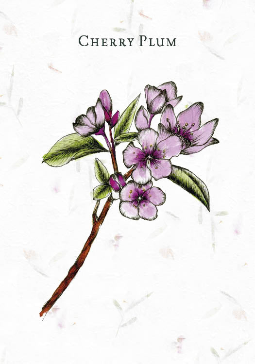 A hand-drawn cherry plum branch with light purple flowers and green leaves on a textured white background, inspired by Bach flower remedies. "Listening to Flowers" by Schiffer Publishing, Ltd. appears above the branch.