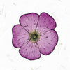 A botanical illustration of a single purple wild rose flower with detailed petals on a white background with faint leaf patterns, inspired by Bach flower essence remedies. "Listening to Flowers" by Schiffer Publishing, Ltd. appears above the flower.