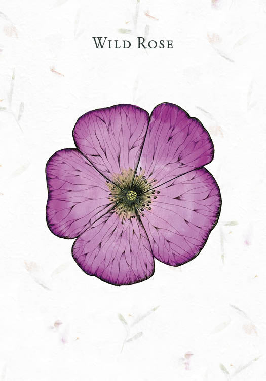 A botanical illustration of a single purple wild rose flower with detailed petals on a white background with faint leaf patterns, inspired by Bach flower essence remedies. "Listening to Flowers" by Schiffer Publishing, Ltd. appears above the flower.