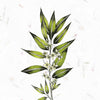 Illustration from "Listening to Flowers" by Schiffer Publishing, Ltd.: an olive branch with green leaves and white flowers on a light background with subtle leaf patterns, inspired by Bach flower remedies; "Olive" appears at the top.