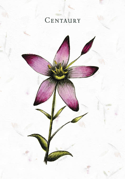 Illustration of a Centaury flower with five pink petals, yellow center, green stem, and leaves on a white background. "Centaury" appears above the flower. From Listening to Flowers by Schiffer Publishing, Ltd., inspired by Bach flower essence remedies.