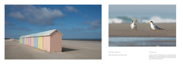 Beaches by Schiffer Publishing, Ltd. features classic beach photography: pastel beach huts on a vast sandy shore beneath a blue sky, and two seabirds on the sand, one with a fish.