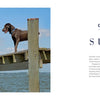 Two dogs play on a wooden dock, one leaping into the lake under sunny blue skies. This lively scene evokes images found in "Kent Island Waterscapes" by Schiffer Publishing, Ltd.—perfect for lovers of lakeside photography.