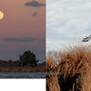 Left: A large full moon rises over a quiet landscape. Right: A grey heron takes flight from tall grass—striking scenes from "Kent Island Waterscapes" by Schiffer Publishing, Ltd., capturing the tranquil beauty of nature.