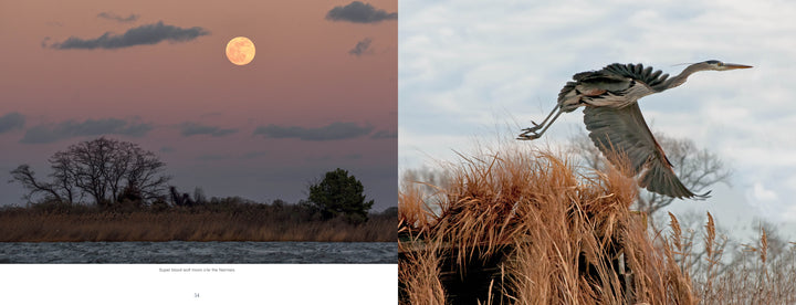 Left: A large full moon rises over a quiet landscape. Right: A grey heron takes flight from tall grass—striking scenes from "Kent Island Waterscapes" by Schiffer Publishing, Ltd., capturing the tranquil beauty of nature.