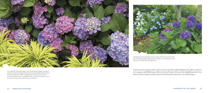Marvelous Mopheads by Schiffer Publishing, Ltd. showcases dense purple, pink, and blue hydrangeas bordered by spiky yellow-green foliage, plus an image of blue and white hydrangeas set against a lush green lawn for home gardeners.
