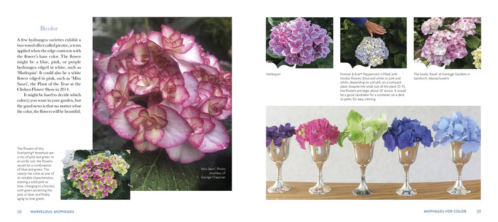 A book spread from "Marvelous Mopheads" by Schiffer Publishing, Ltd. shows a close-up of a pink and white Miss Saori hydrangea on the left page, with pastel bloom photos in gardens and vases on the right—perfect for home gardening inspiration.