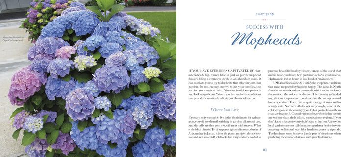 Marvelous Mopheads by Schiffer Publishing, Ltd. displays vibrant blue and purple mophead hydrangeas on the left page; the right page features a chapter, "Success with Mopheads," offering a growing guide for gardeners in varied climates.