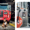 A brown and white firehouse dog from "Paws of Firefighters" by Schiffer Publishing, Ltd. sits by a red FDNY fire truck at the station, alert and content, with fire gear and equipment seen in the background.