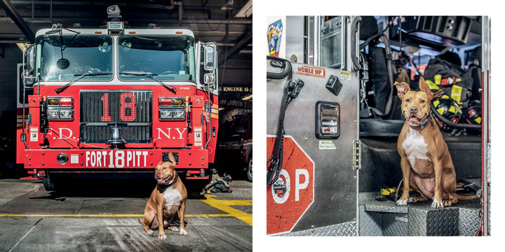 A brown and white firehouse dog from "Paws of Firefighters" by Schiffer Publishing, Ltd. sits by a red FDNY fire truck at the station, alert and content, with fire gear and equipment seen in the background.