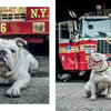 A bulldog, featured in "Paws of Firefighters" by Schiffer Publishing, Ltd., lounges before an FDNY truck numbered 26 with bold red and yellow markings, a red fire hydrant toy at its side.