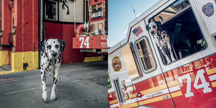 A Dalmatian, featured in "Paws of Firefighters" from Schiffer Publishing, Ltd., stands beside fire truck 74 outside a New York station and later gazes from the truck’s window, highlighting its close bond with firefighters.