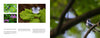 A book spread from Schiffer Publishing, Ltd.'s "The Central Appalachians" displays four nature photos—a bird on a branch, butterfly on a leaf, pink flower, and black-and-white bird—with text below the images on the left page.