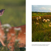 A close-up of two deer nuzzling in a wildflower meadow showcases the rich biodiversity featured in "The Central Appalachians" by Schiffer Publishing, Ltd.—a beautiful scene for any nature photography lover.