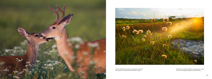 A close-up of two deer nuzzling in a wildflower meadow showcases the rich biodiversity featured in "The Central Appalachians" by Schiffer Publishing, Ltd.—a beautiful scene for any nature photography lover.