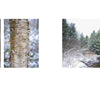 A spread from "The Central Appalachians" by Schiffer Publishing, Ltd. features four winter nature photos: snow-covered pine needles, a birch tree close-up, snow-dusted evergreens by a creek, and frosted branches. Minimal text appears below.