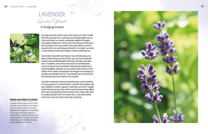 A close-up photo of blooming lavender, featured in "Essence and Ember" by Schiffer Publishing, Ltd.—ideal inspiration for incense crafting or any holistic guide on herbs and resins.