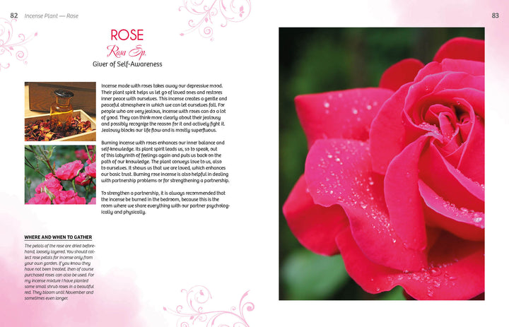 A close-up of a pink rose with text on its uses and symbolism, surrounded by herbs and resins, rose petals, and buds—Essence and Ember by Schiffer Publishing, Ltd. is the perfect holistic incense guide.