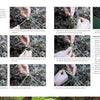 Core Bushcraft by Schiffer Publishing, Ltd. offers a step-by-step photo guide to bushcraft skills, showing how to tie an adjustable guyline hitch with clear instructions—ideal for outdoor survival.