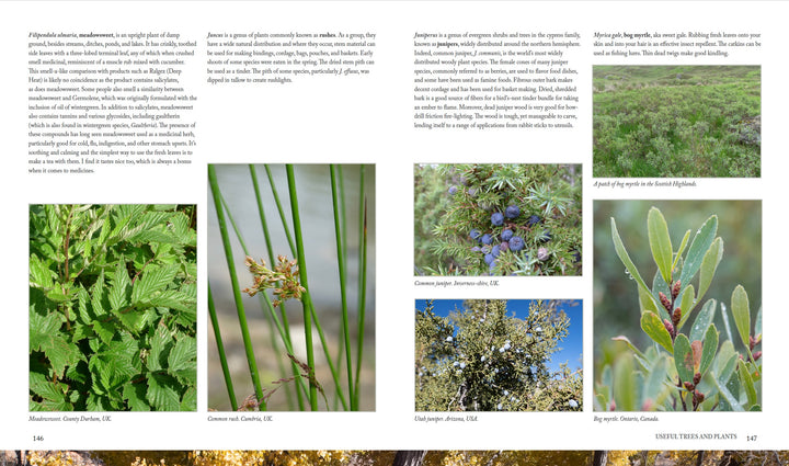 A two-page book spread from Core Bushcraft by Schiffer Publishing, Ltd. shows images and descriptions of Meadowsweet, Common rush, Juniper, Common sagebrush, and Hawthorn—perfect for outdoor survival guidance.