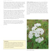 A page from Core Bushcraft by Schiffer Publishing, Ltd. features plant uses, a safety tip box for proper ID, and a photo of yarrow (Achillea millefolium). Covers origins and applications—ideal for wilderness skills and bushcraft.