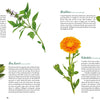Four pages from Saint Hildegard’s Guide to Wellness by Schiffer Publishing, Ltd. showcase botanical art and descriptions of basil, bay laurel, borage, and calendula—ideal for holistic wellness fans and herbal medicine enthusiasts.