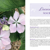 Close-up of Lovely Lacecap Hydrangeas by Schiffer Publishing, Ltd., showing soft pink and white petals surrounding purple and blue buds, with a text section on popular home garden varieties.