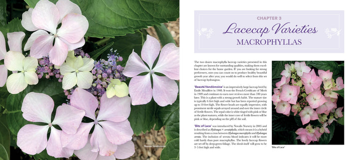 Close-up of Lovely Lacecap Hydrangeas by Schiffer Publishing, Ltd., showing soft pink and white petals surrounding purple and blue buds, with a text section on popular home garden varieties.