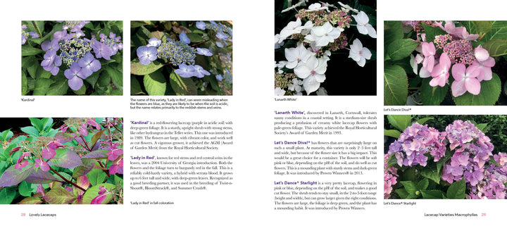 A magazine page featuring Lovely Lacecap Hydrangeas by Schiffer Publishing, Ltd.—the perfect inspiration for your home garden.