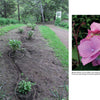 Three images: a hand holds a potted plant; young shrubs line a garden path; and a close-up of Lovely Lacecap Hydrangeas by Schiffer Publishing, Ltd.—perfect inspiration for your home garden.