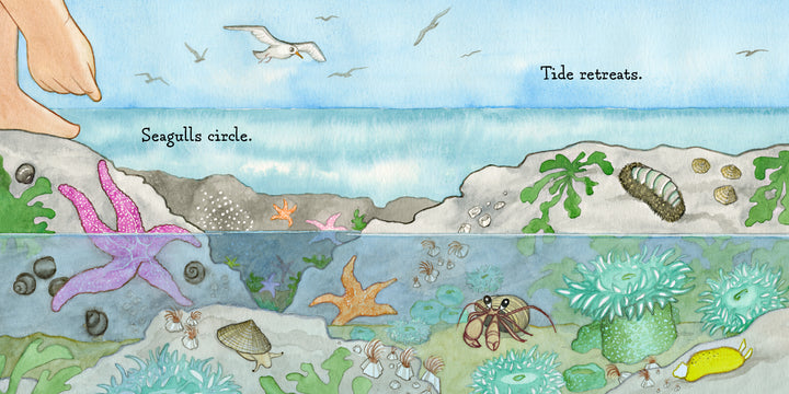 Illustration from "Hello, Beach!" by Schiffer Publishing, Ltd.: A rocky tide pool scene with a child's feet above the water, seagulls circling, and marine creatures like a starfish and crab below. Text: “Seagulls circle. Tide retreats.”.