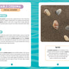 An infographic for Schiffer Publishing, Ltd.'s "Seashells of the Jersey Shore" features five colorful clam shells in sand above text sections—Description, Habitat, Eating, and a fun fact—with pastel backgrounds and shell illustrations.