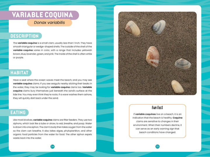 An infographic for Schiffer Publishing, Ltd.'s "Seashells of the Jersey Shore" features five colorful clam shells in sand above text sections—Description, Habitat, Eating, and a fun fact—with pastel backgrounds and shell illustrations.