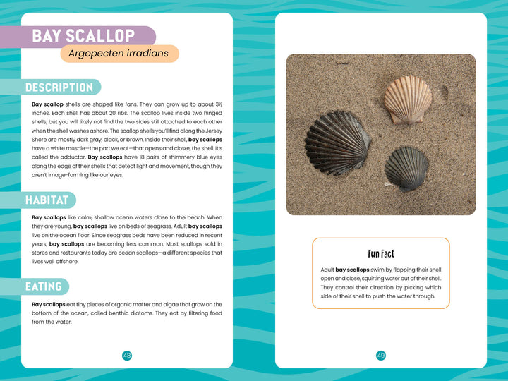 Seashells of the Jersey Shore by Schiffer Publishing, Ltd. includes a two-page spread on bay scallops with shell images, habitat and eating details, plus fun swimming facts—perfect for New Jersey beachcombing fans and seashell collectors.