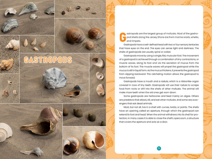 A collage from "Seashells of the Jersey Shore" by Schiffer Publishing, Ltd. displays diverse Jersey Shore gastropod shells on sand, with a text guide at right identifying seashells and describing their unique features.