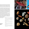 A page from "Sand Up Close" by Schiffer Publishing, Ltd. features text on tropical seas, a black-and-white shell illustration, close-up photos of orange and white sea cucumbers, and assorted shells and sand grains on a black background.
