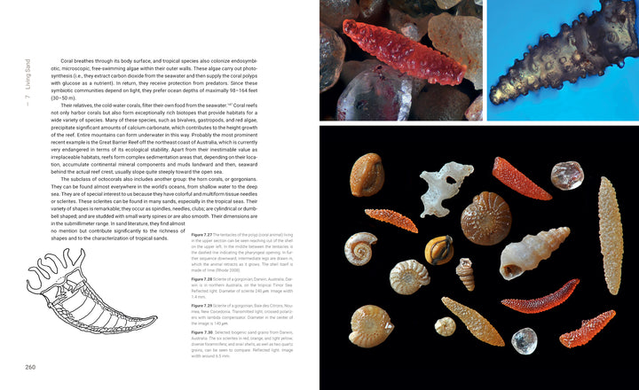 A page from "Sand Up Close" by Schiffer Publishing, Ltd. features text on tropical seas, a black-and-white shell illustration, close-up photos of orange and white sea cucumbers, and assorted shells and sand grains on a black background.