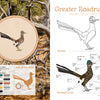 The Field Guide to Embroidery by Schiffer Publishing, Ltd. offers a Greater Roadrunner pattern with a color photo, stitched sample, outline, color code chart, and labeled guide—ideal for North American wildlife embroidery fans.