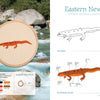 On the left, The Field Guide to Embroidery by Schiffer Publishing, Ltd. features a stitched orange newt hoop on river rocks; on the right are line art, stitch guides, and patterns for North American wildlife designs.