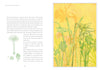 A spread from Atlas of Elementary Botany by Jean-Jacques Rousseau (Schiffer Publishing, Ltd.) shows text and botanical diagrams of stamens with references to Rousseau’s letters on the left, and yellow-and-white flowers illustrated on a yellow background on the right.