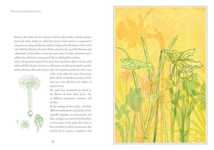 A spread from Atlas of Elementary Botany by Jean-Jacques Rousseau (Schiffer Publishing, Ltd.) shows text and botanical diagrams of stamens with references to Rousseau’s letters on the left, and yellow-and-white flowers illustrated on a yellow background on the right.