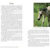 Two photos from Out of the Sea (Schiffer Publishing, Ltd.) accompany a story about a foal named Bristle: left, a mare and foal graze by a fence; right, a young foal with a dark mane stands in the grass, looking at the camera.