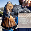 A person in a blue jacket holds an American kestrel, its wings spread to reveal vibrant feathers in sunlight—evoking the spirit of Nevada explored in "Finding Nevada Wild" by Schiffer Publishing, Ltd., set against a blurred natural landscape.