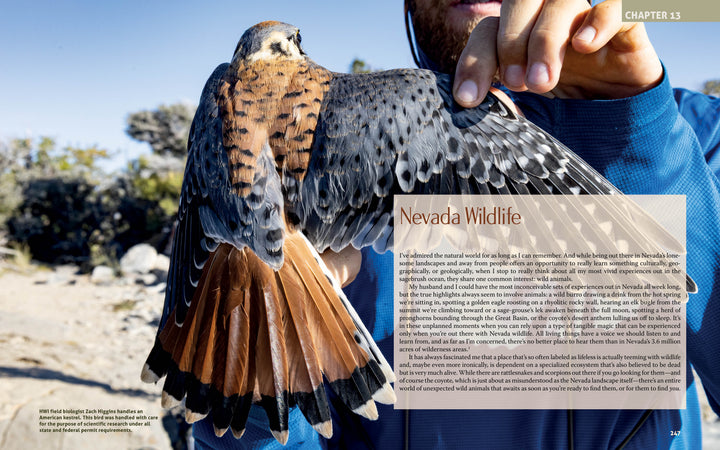A person in a blue jacket holds an American kestrel, its wings spread to reveal vibrant feathers in sunlight—evoking the spirit of Nevada explored in "Finding Nevada Wild" by Schiffer Publishing, Ltd., set against a blurred natural landscape.