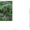 Two plant photos on sand: left features lush green shrubbery, right shows white flowers with a blurred grassy backdrop—highlighted in Car Pelleteri’s Montauk 11954, 2nd Edition by Schiffer Publishing, Ltd.