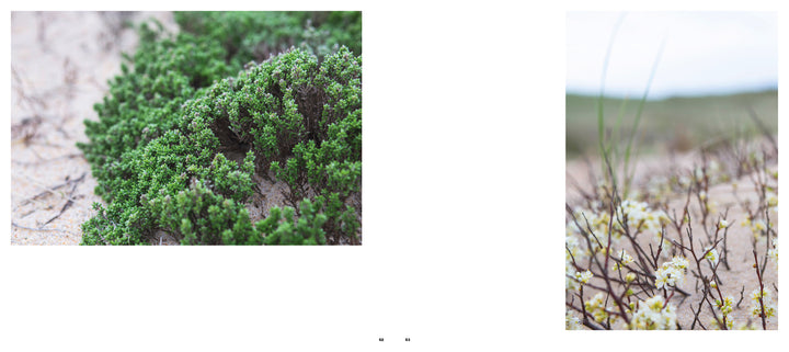 Two plant photos on sand: left features lush green shrubbery, right shows white flowers with a blurred grassy backdrop—highlighted in Car Pelleteri’s Montauk 11954, 2nd Edition by Schiffer Publishing, Ltd.