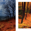 A collage of trees and grass evokes the tranquil scenery of The Appalachian Trail, as featured by Schiffer Publishing, Ltd.