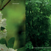 A misty forest path winds beside white mountain laurel blooms—an iconic scene featured in "Iconic and Hidden Gems of the Appalachian Trail" by Schiffer Publishing, Ltd.